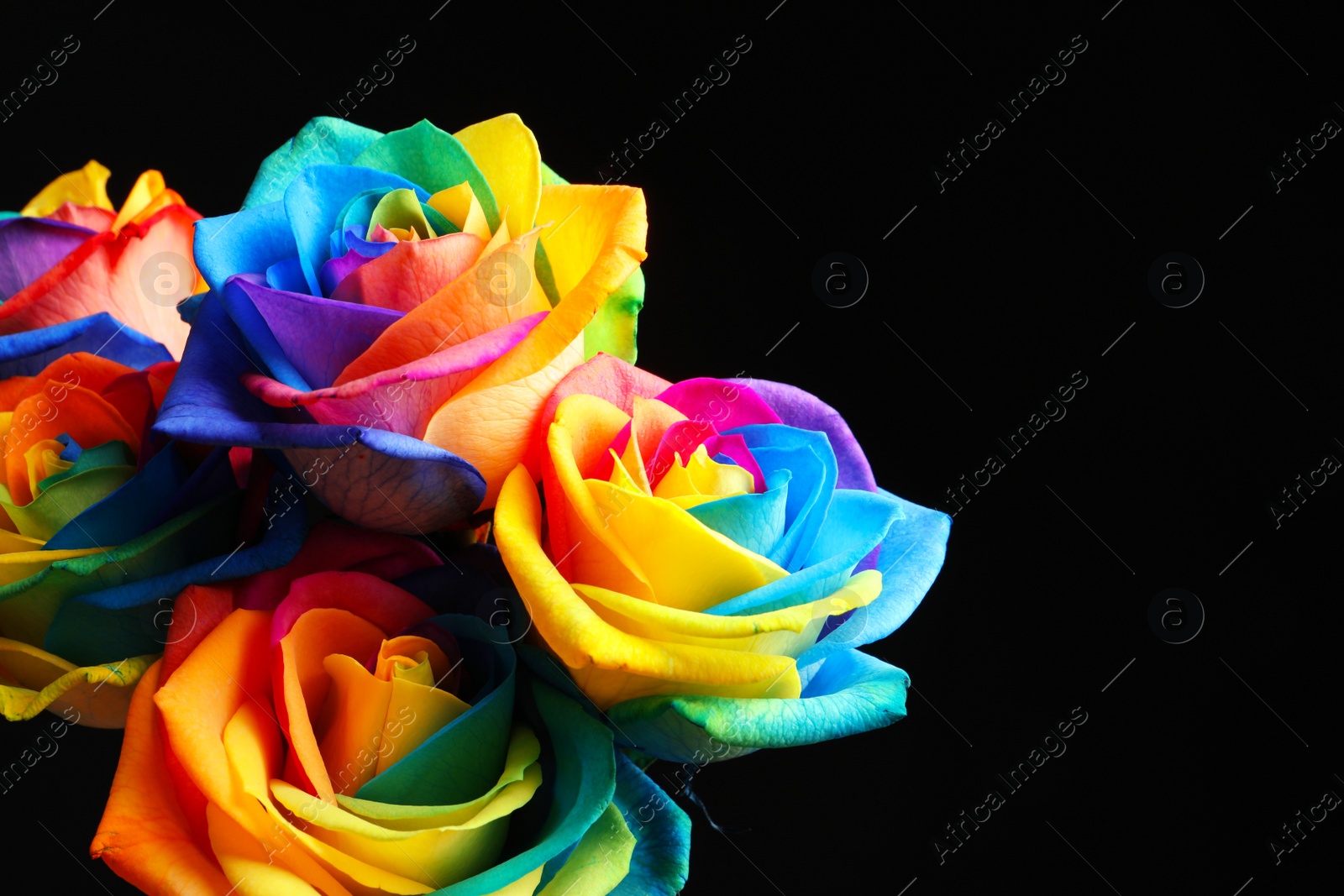 Photo of Amazing rainbow rose flowers on black background