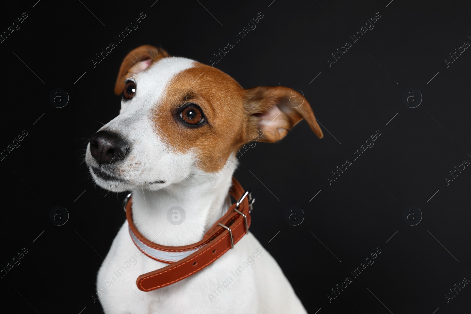 Photo of Adorable Jack Russell terrier with collar on black background