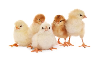 Photo of Many cute fluffy chickens on white background