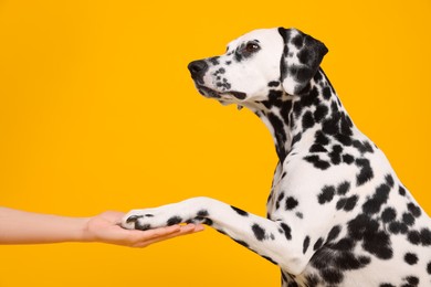 Photo of Adorable Dalmatian dog giving paw to woman on yellow background. Lovely pet