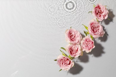 Photo of Beautiful roses in water on white background, top view. Space for text