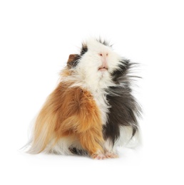 Adorable guinea pig on white background. Lovely pet