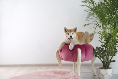 Photo of Cute Akita Inu dog on ottoman in room with houseplants. Space for text