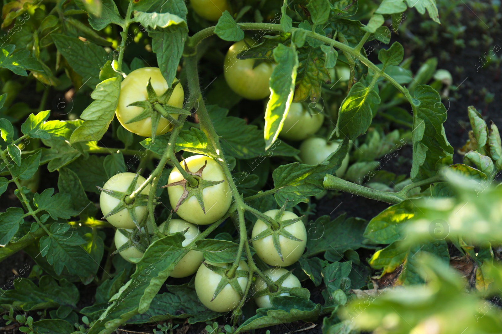 Photo of Beautiful green tomato plant growing in garden, top view