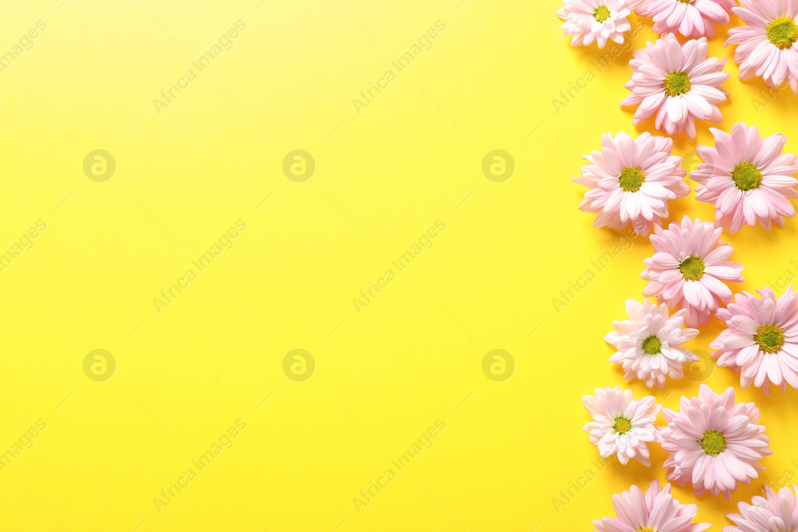 Photo of Beautiful chamomile flowers on color background, flat lay with space for text