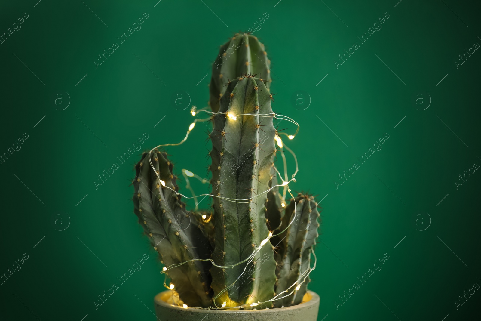 Photo of Cactus decorated with glowing fairy lights on green background, closeup