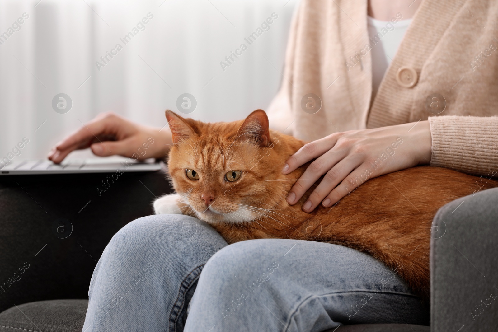 Photo of Woman with cat working in armchair at home, closeup
