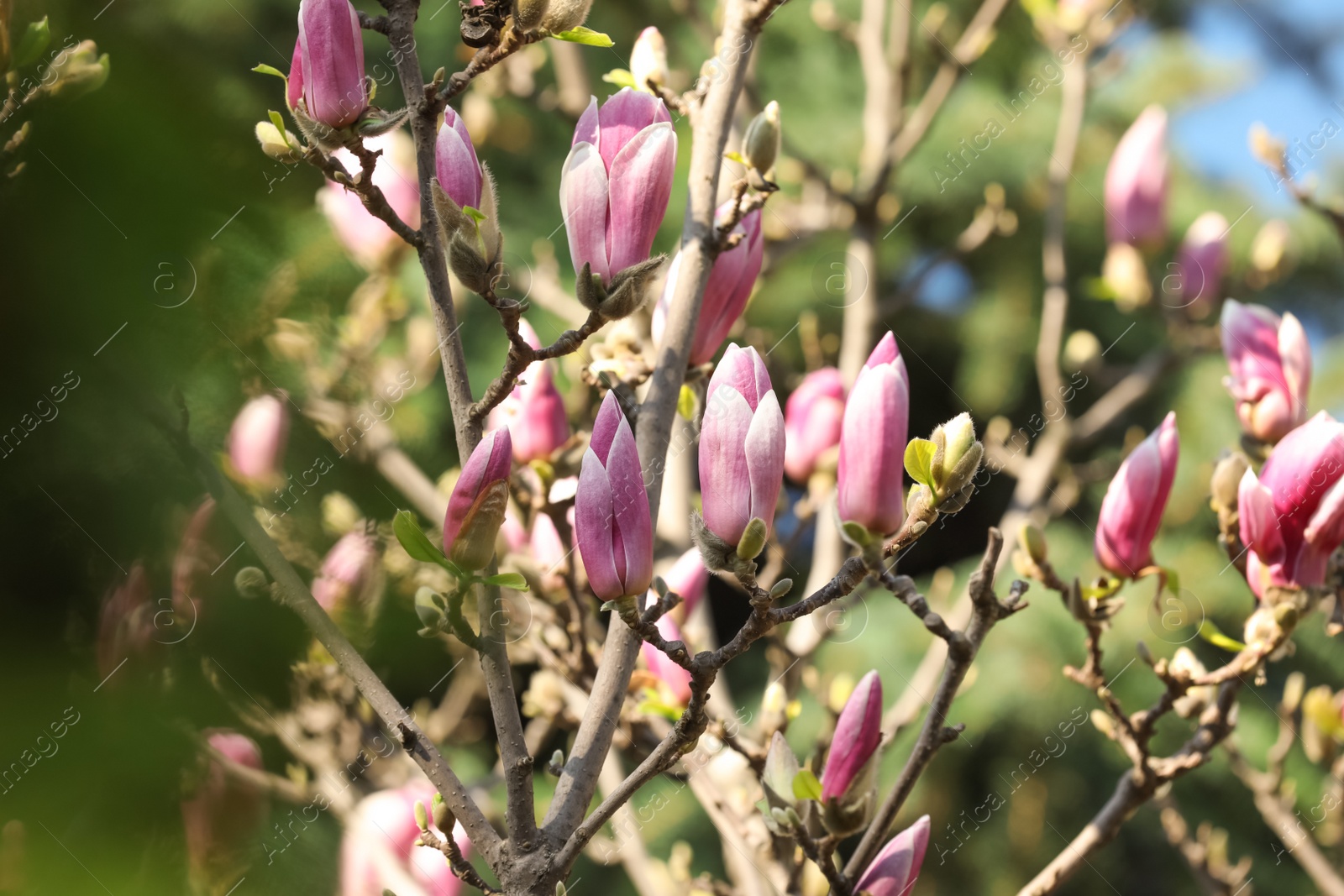 Photo of Beautiful blooming Magnolia tree on sunny day outdoors