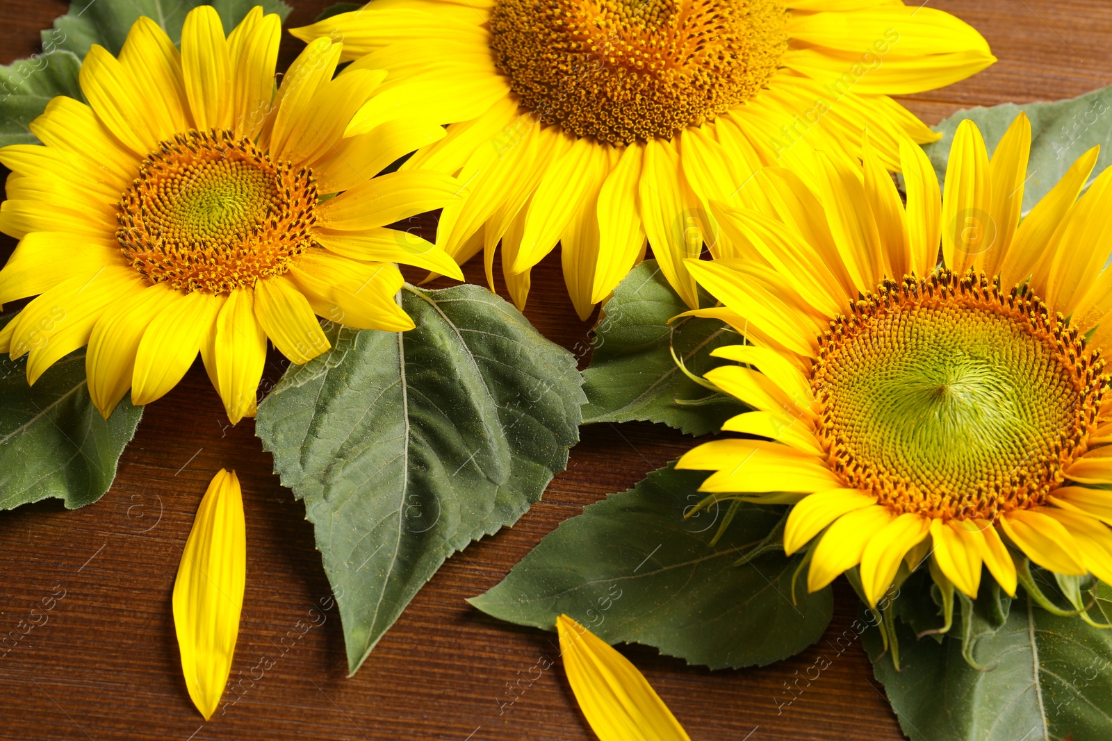 Photo of Beautiful bright sunflowers and petals on wooden background, closeup