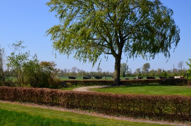 Photo of Herd of cows grazing on pasture. Farm animal