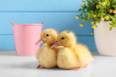 Baby animals. Cute fluffy ducklings on white wooden table near light blue wall