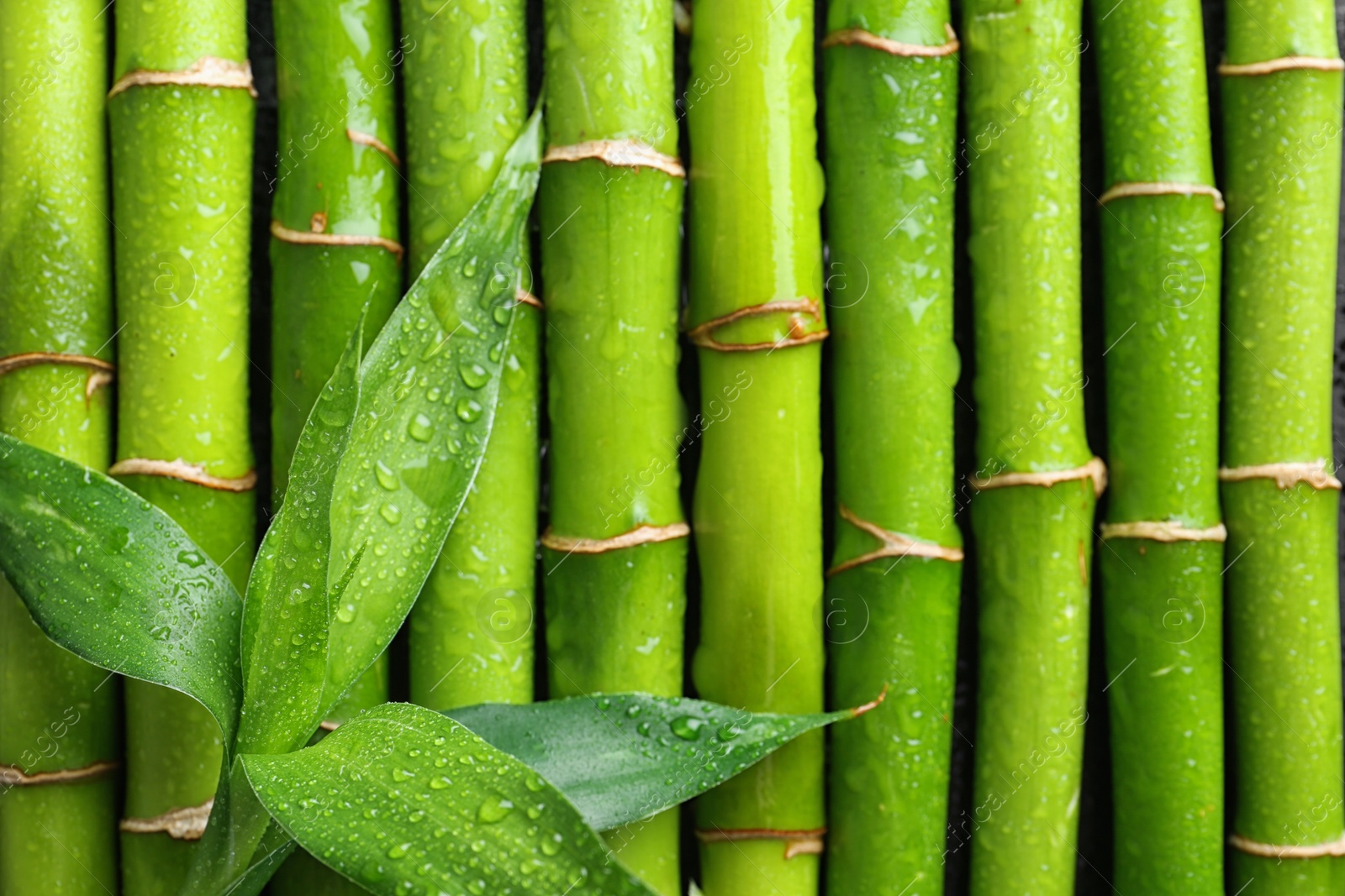 Photo of Green leaves on bamboo stems, top view