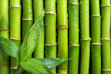 Green leaves on bamboo stems, top view