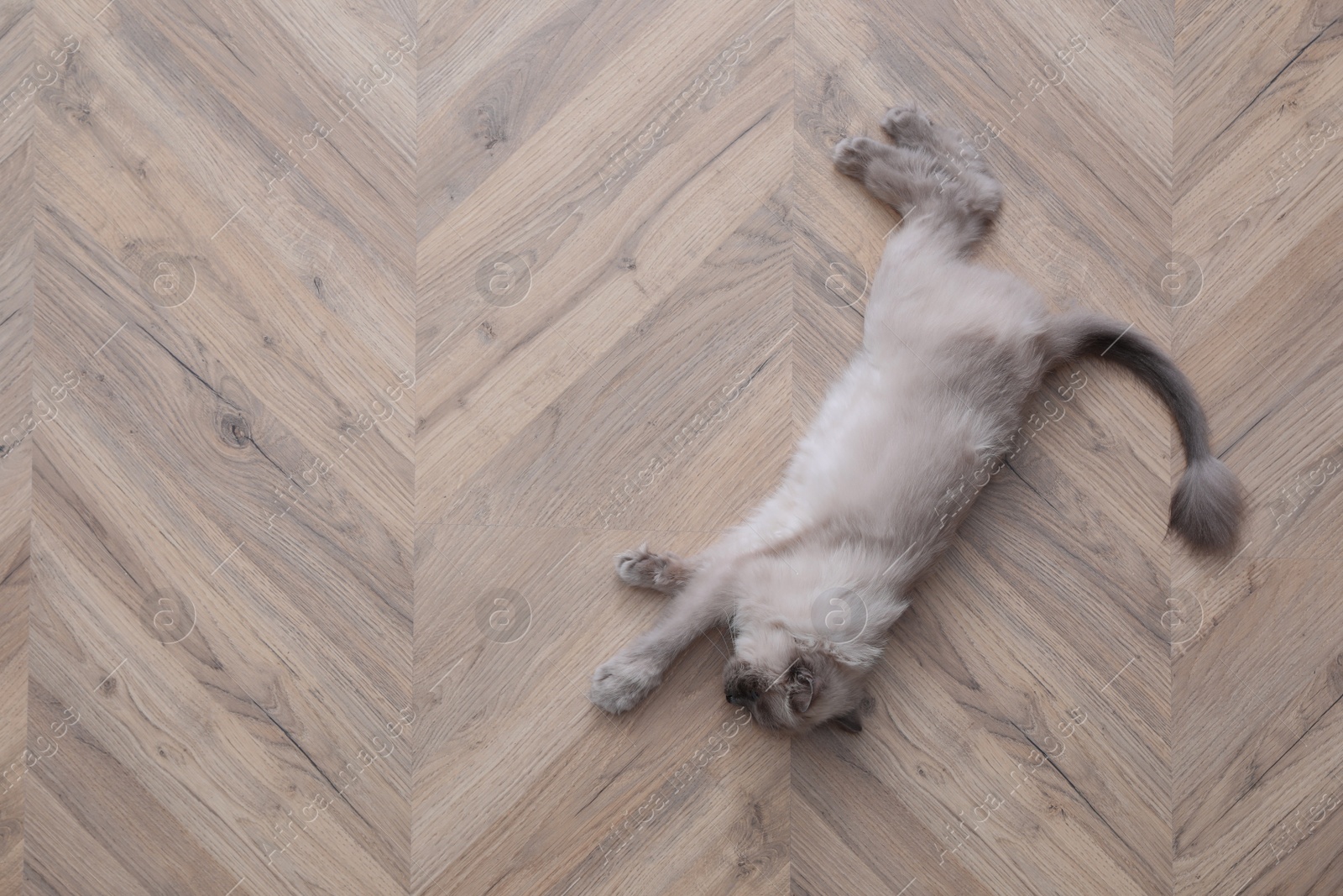 Photo of Beautiful fluffy cat lying on warm floor in room, top view with space for text. Heating system