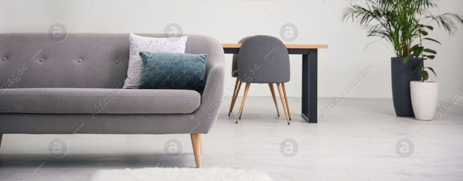 Image of Soft pillows on stylish grey sofa in living room. Banner design