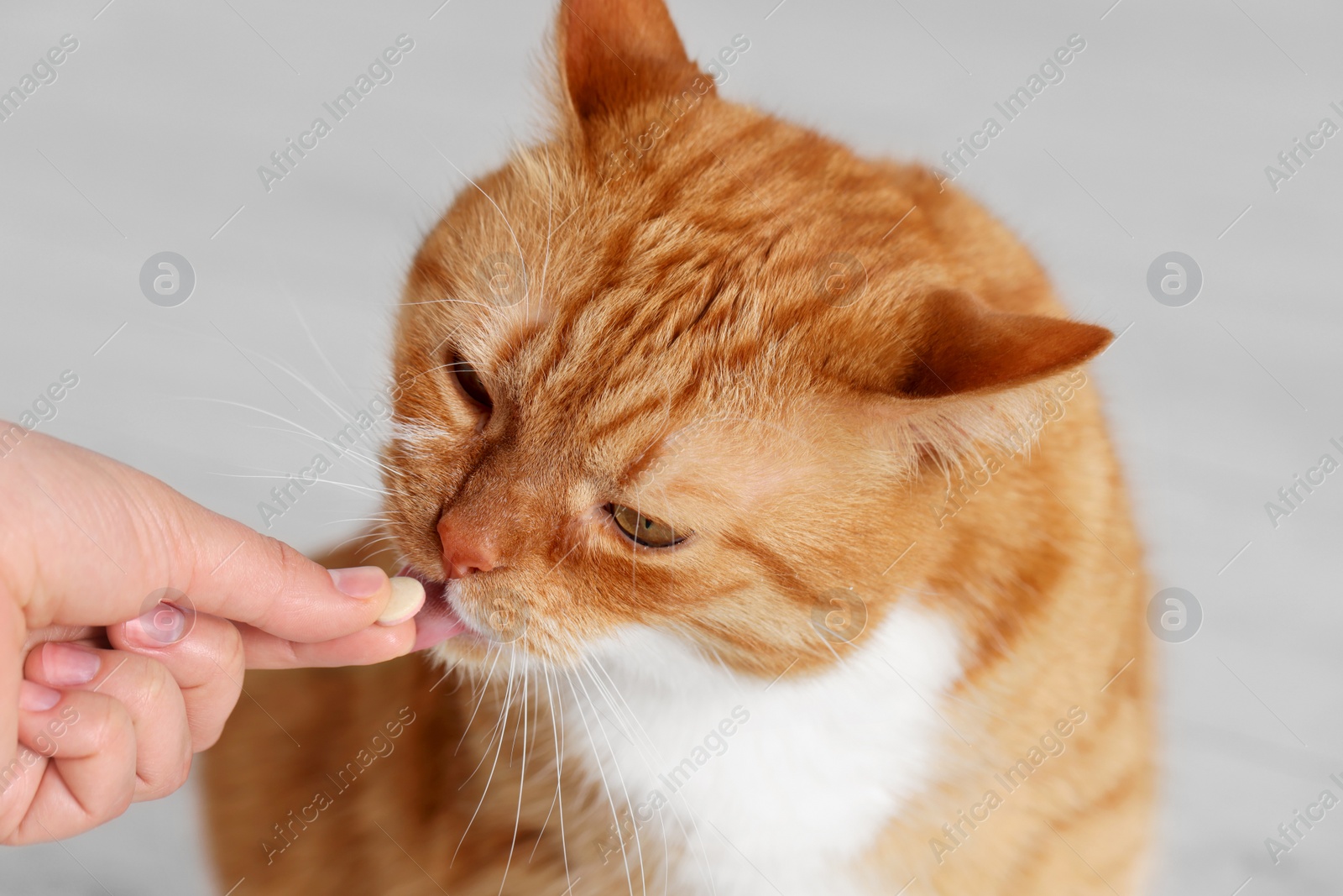 Photo of Woman giving vitamin pill to cute cat indoors, closeup