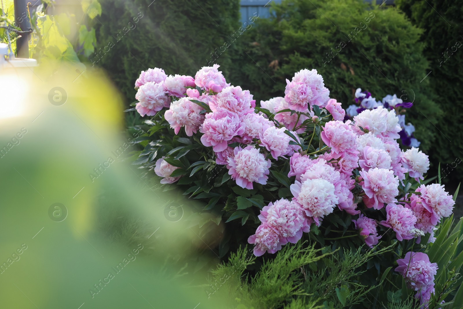 Photo of Blooming peony plant with beautiful pink flowers outdoors