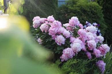 Photo of Blooming peony plant with beautiful pink flowers outdoors