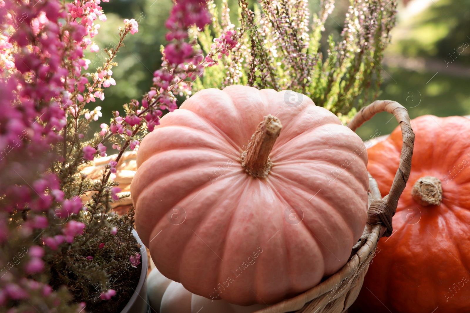 Photo of Wicker basket with beautiful heather flowers and pumpkins outdoors on sunny day, closeup