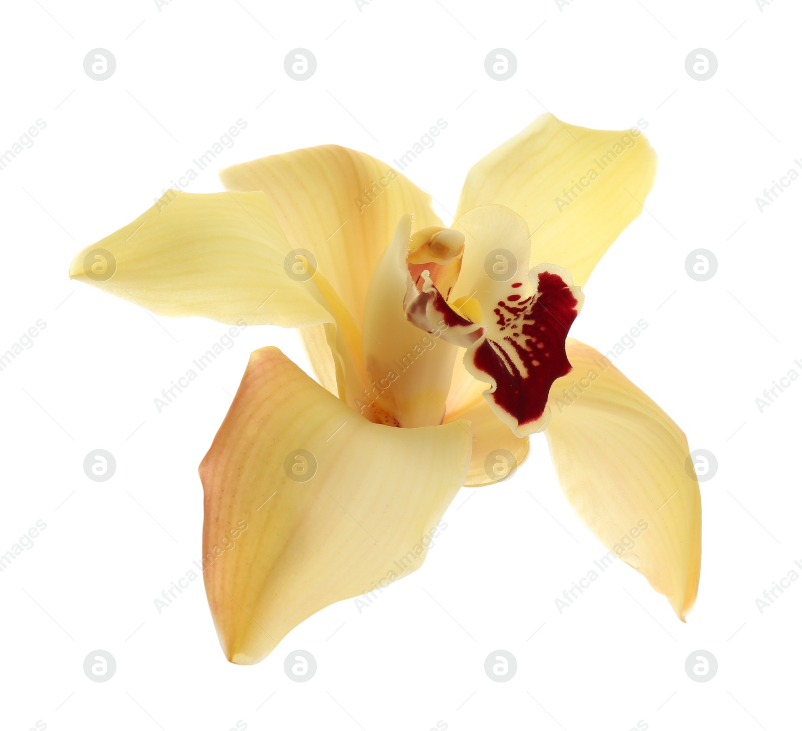 Photo of Beautiful tropical orchid flower on white background