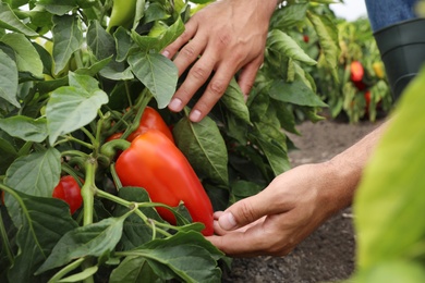 Photo of Farmer picking bell pepper from bush in field, closeup. Harvesting time