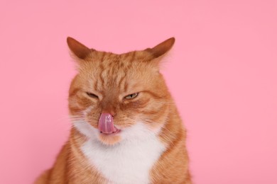 Photo of Cute cat licking itself on pink background