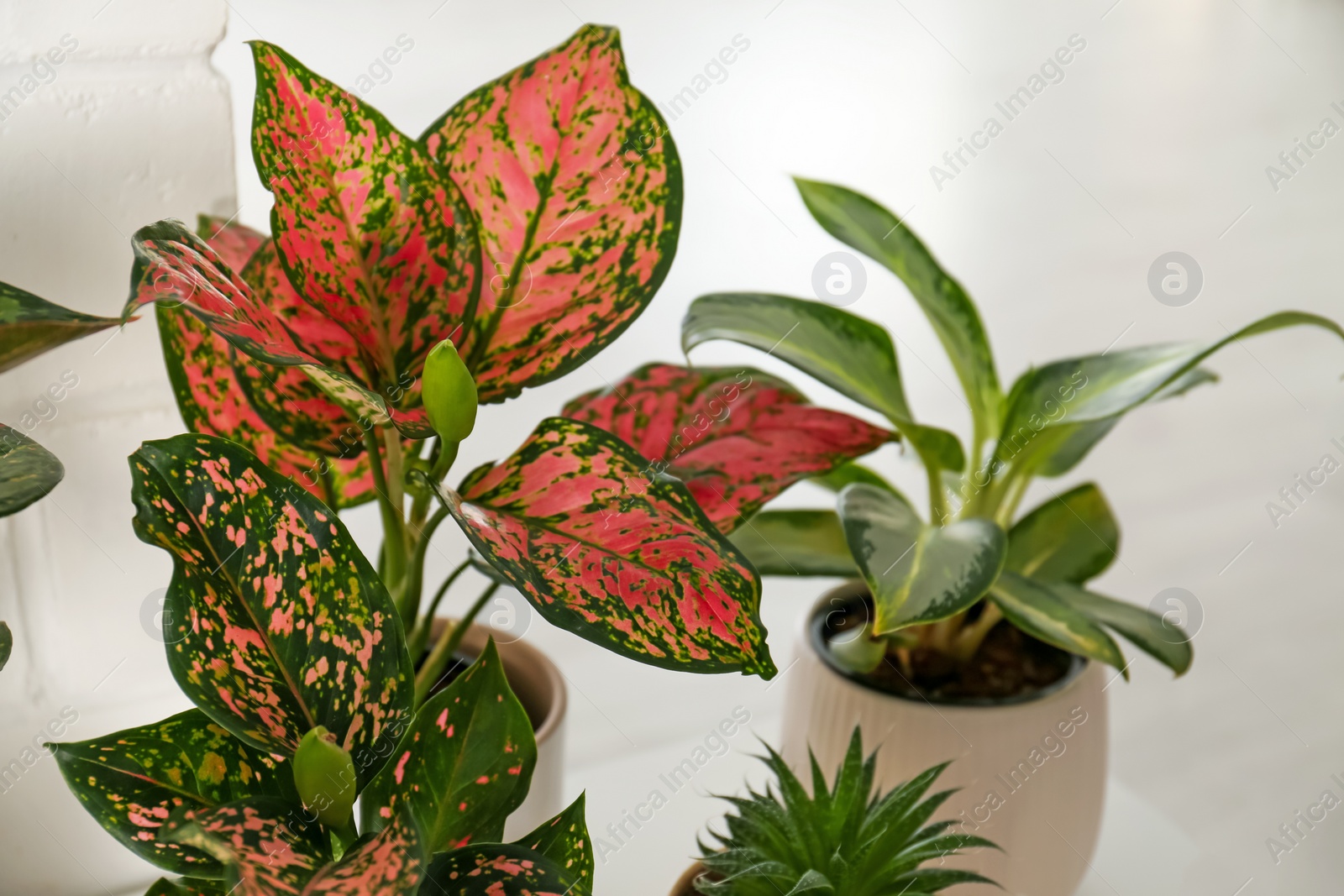 Photo of Exotic houseplants with beautiful leaves on light background