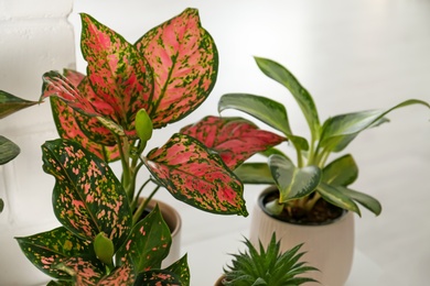Photo of Exotic houseplants with beautiful leaves on light background