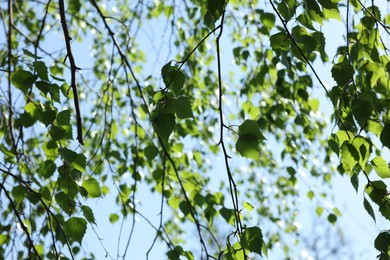 Photo of Closeup view of birch tree with young fresh green leaves against blue sky