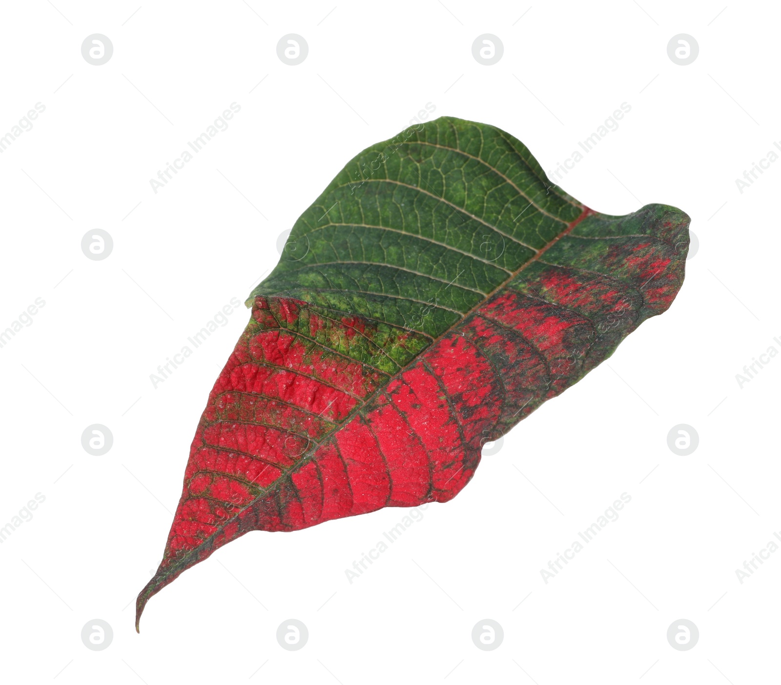 Photo of Leaf of tropical poinsettia plant isolated on white