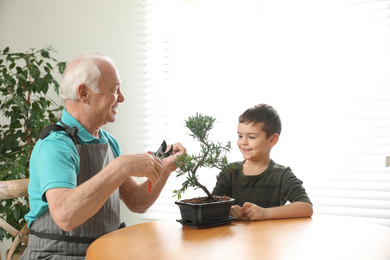 Senior man with little grandson taking care of Japanese bonsai plant indoors. Creating zen atmosphere at home