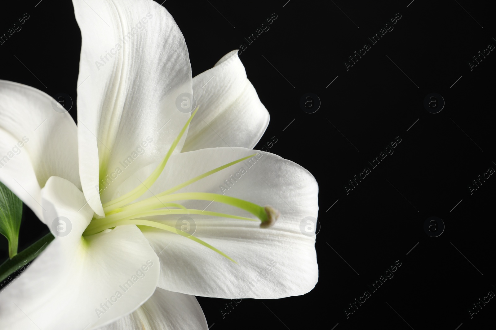 Photo of Beautiful white lily flower on black background, closeup. Space for text