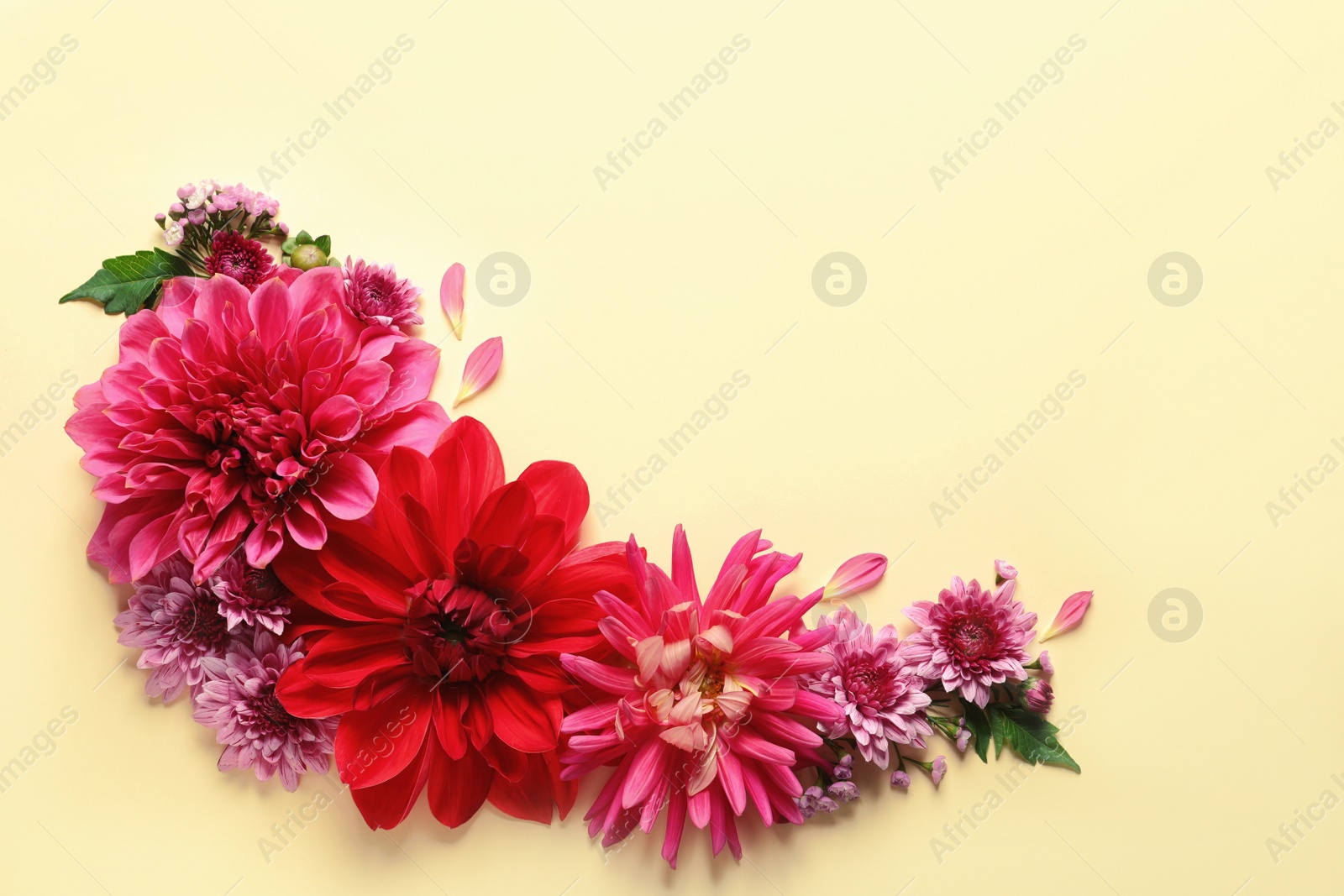 Photo of Flat lay composition with beautiful dahlia flowers and space for text on color background