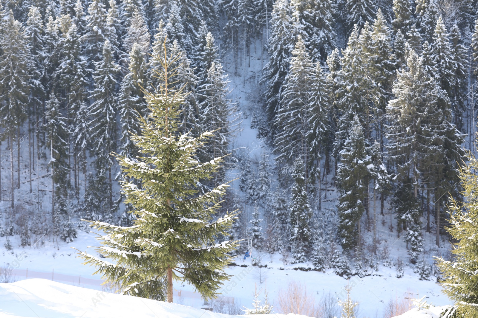 Photo of Beautiful view of conifer forest on snowy winter day