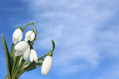 Photo of Beautiful blooming snowdrops against blue sky, space for text. Spring flowers