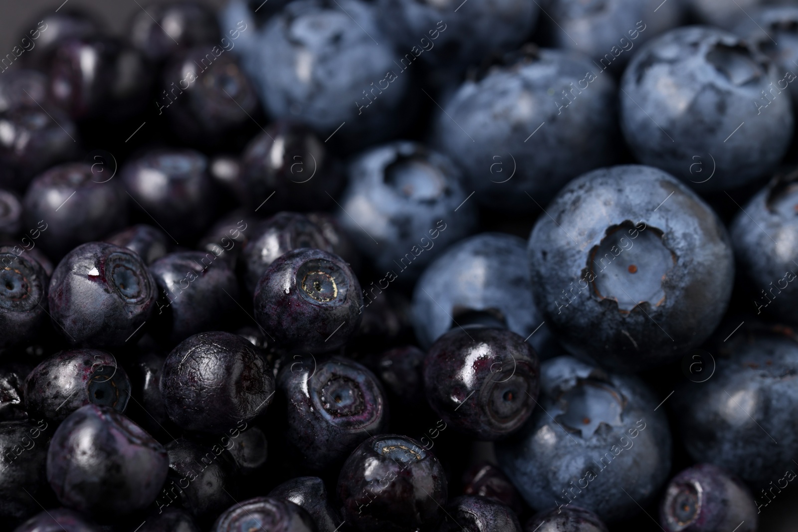 Photo of Ripe bilberries and blueberries as background, closeup