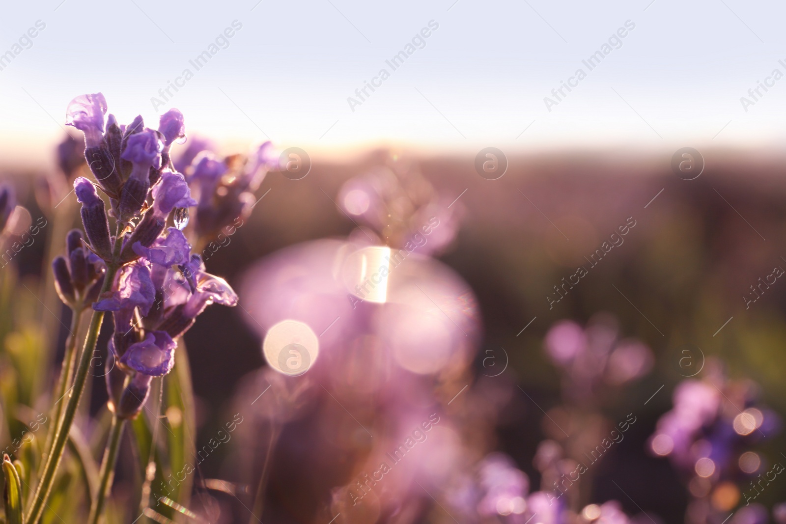 Image of Beautiful sunlit lavender flowers outdoors, closeup view