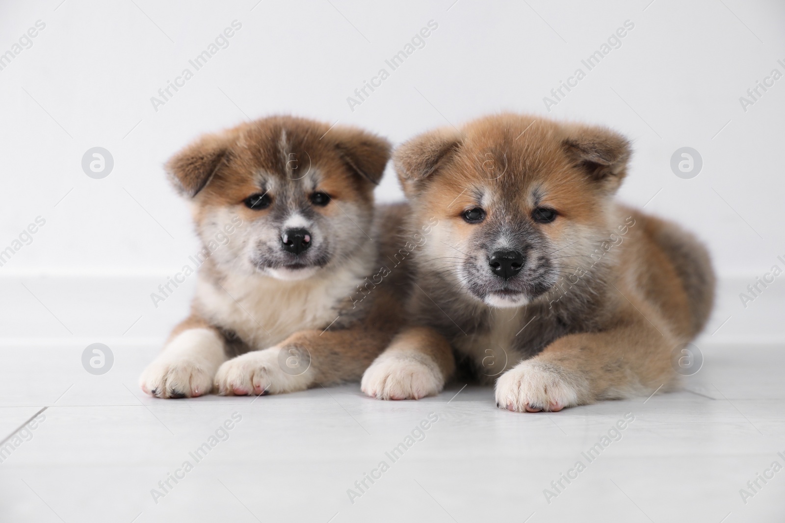 Photo of Adorable Akita Inu puppies on floor near light wall