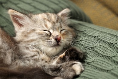 Photo of Cute kitten sleeping on knitted blanket. Baby animal