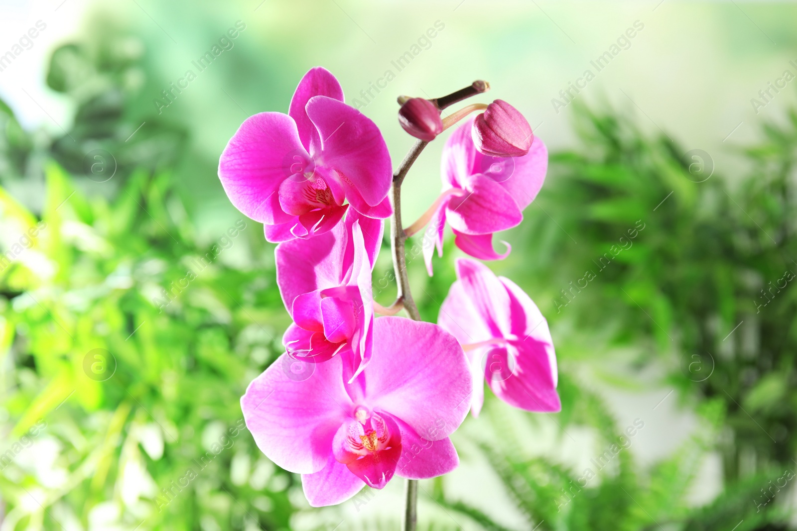 Photo of Beautiful tropical orchid flowers on blurred background