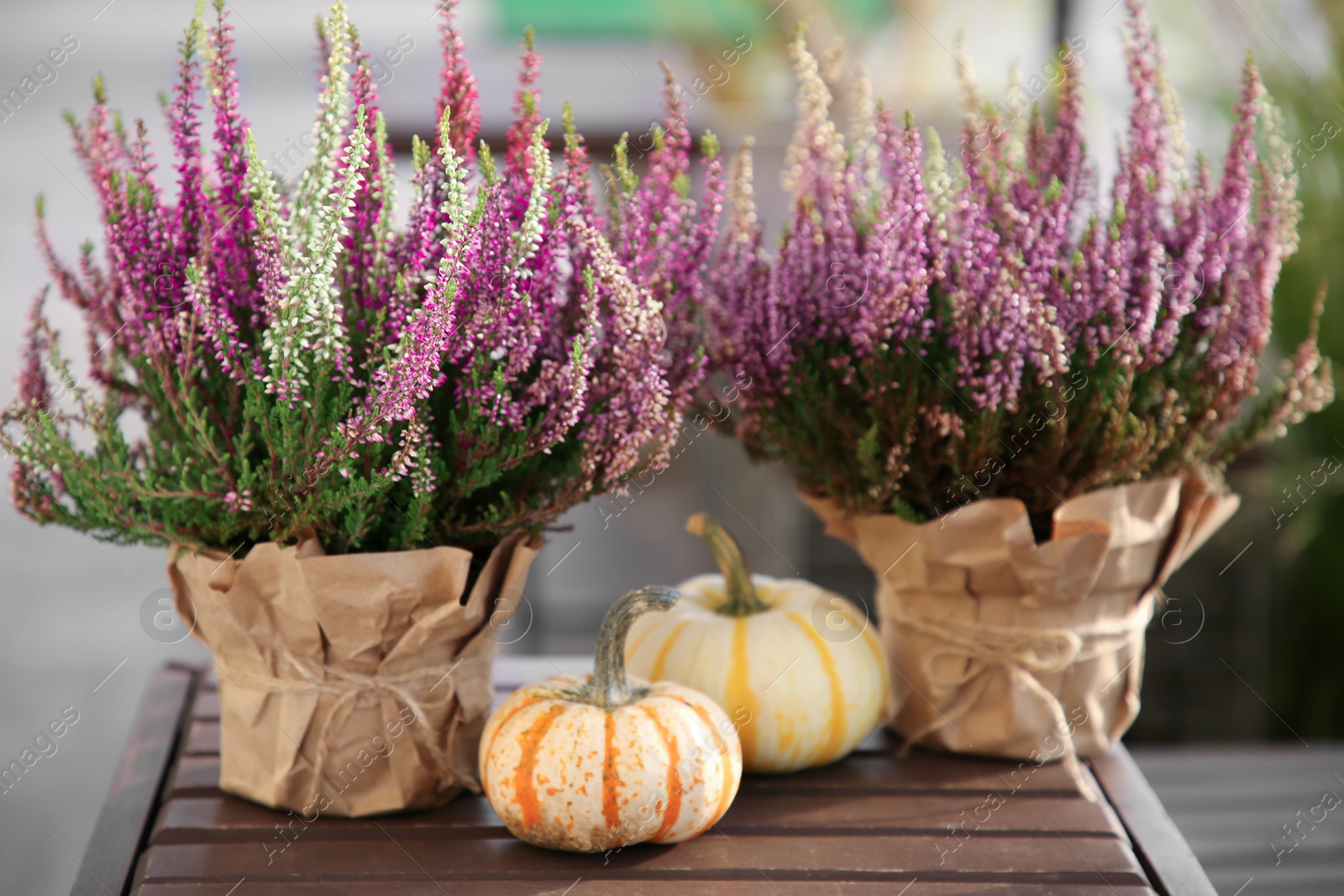 Photo of Beautiful heather flowers in pots and pumpkins on wooden table outdoors