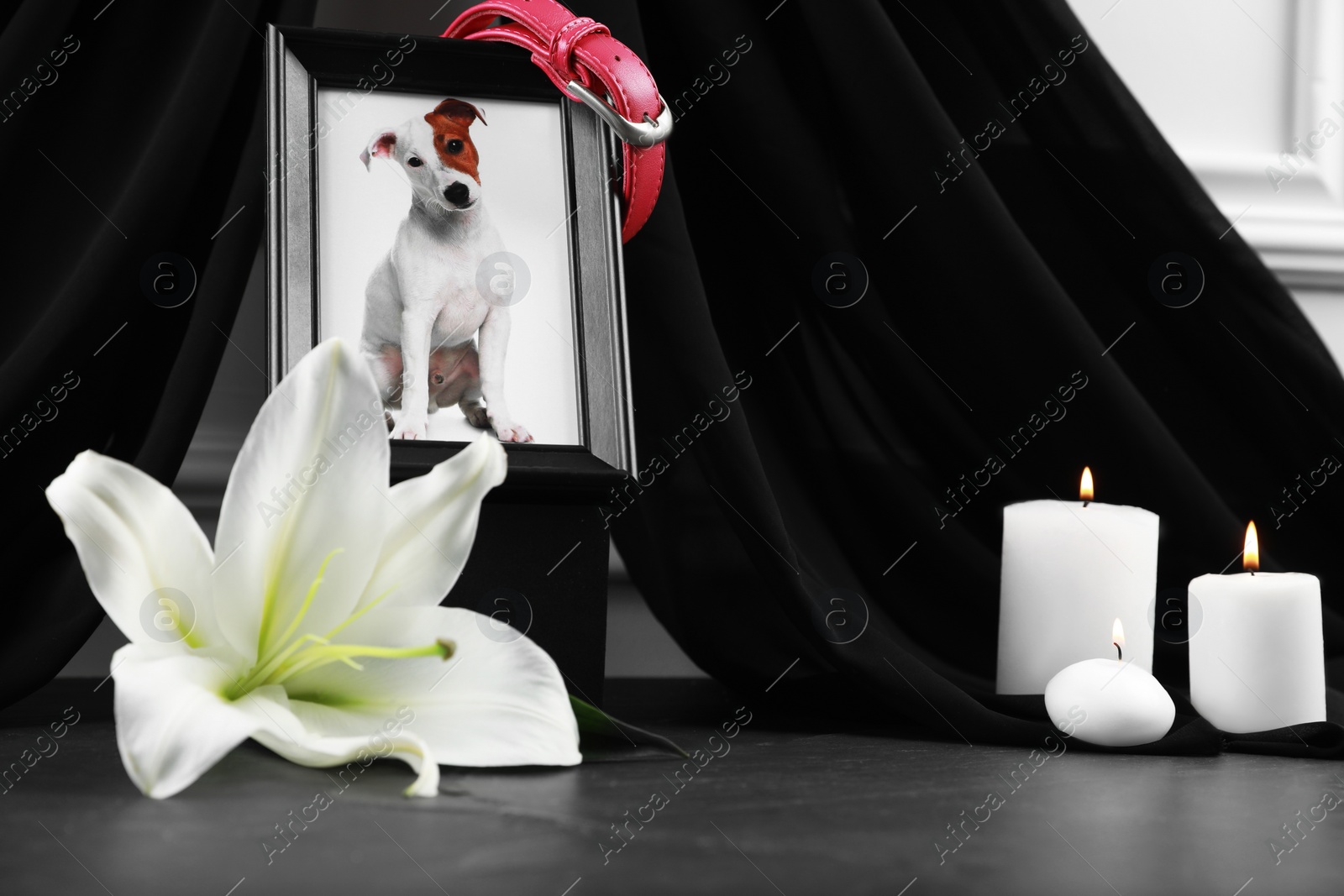 Photo of Frame with picture of dog, collar, burning candles and lily flower on grey table. Pet funeral