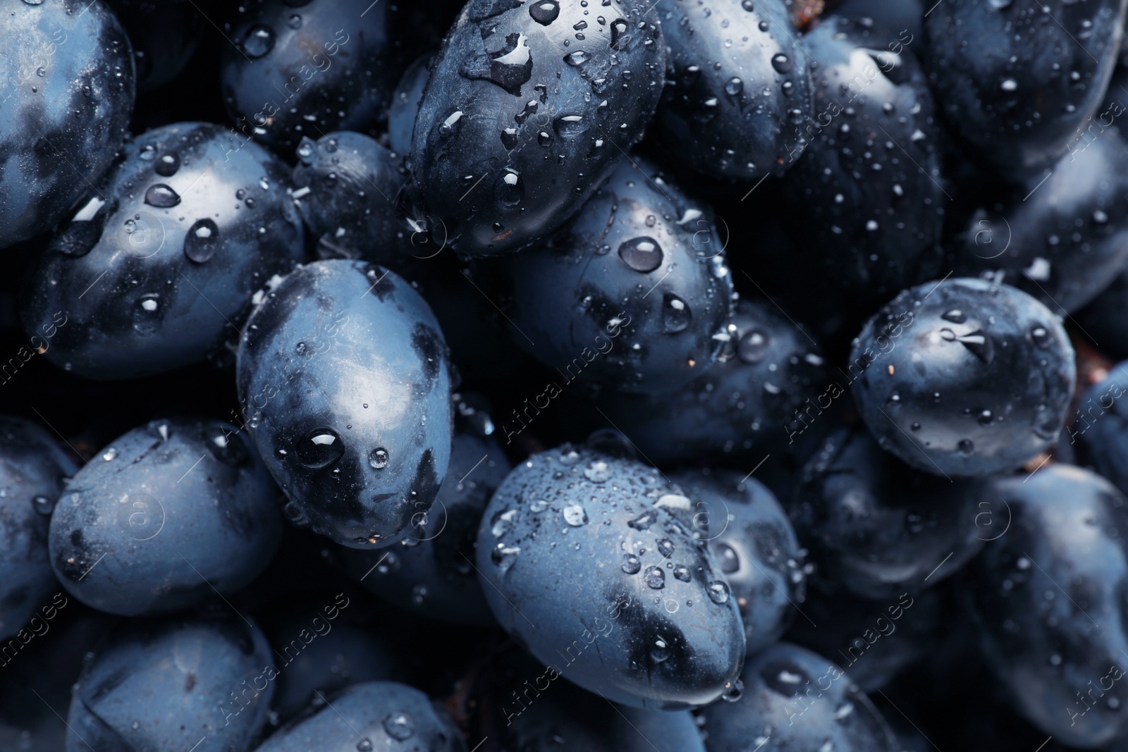 Photo of Fresh ripe juicy grapes with water drops as background, closeup