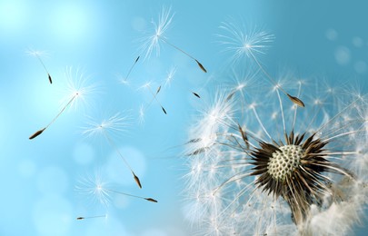 Beautiful puffy dandelion and flying seeds against blue sky on sunny day, closeup