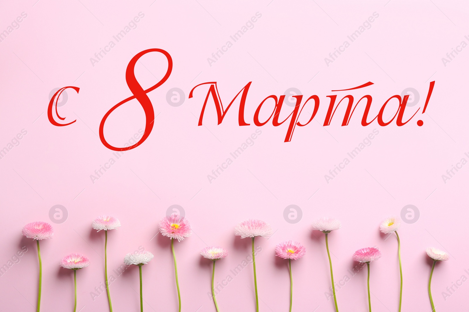 Image of International Women's Day greeting card design. Beautiful daisy flowers and text Happy 8 March written in Russian on pink background, flat lay