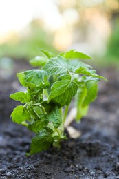 Photo of Young tomato seedling in fertile soil, closeup. Gardening time