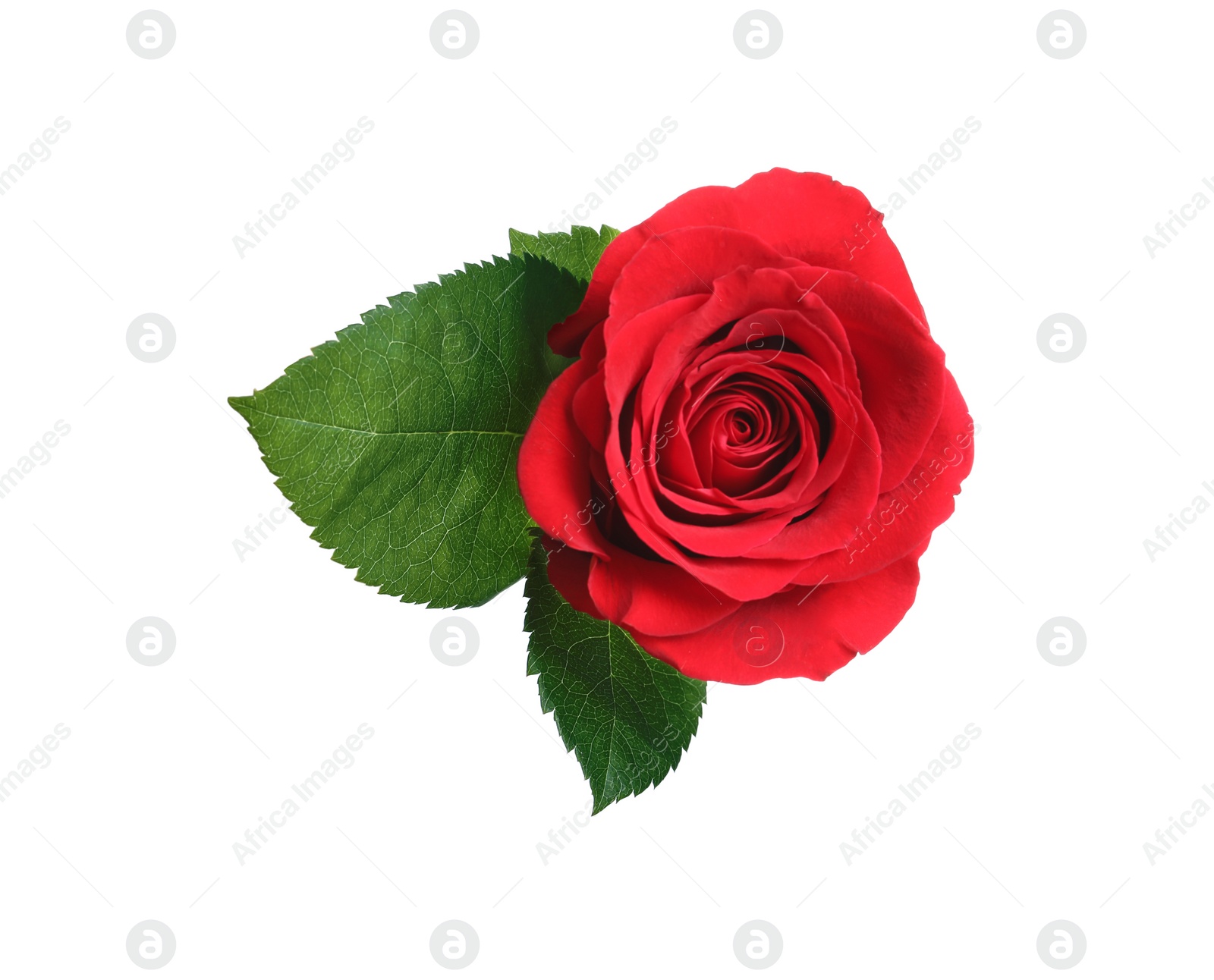 Photo of Beautiful blooming red rose on white background, top view