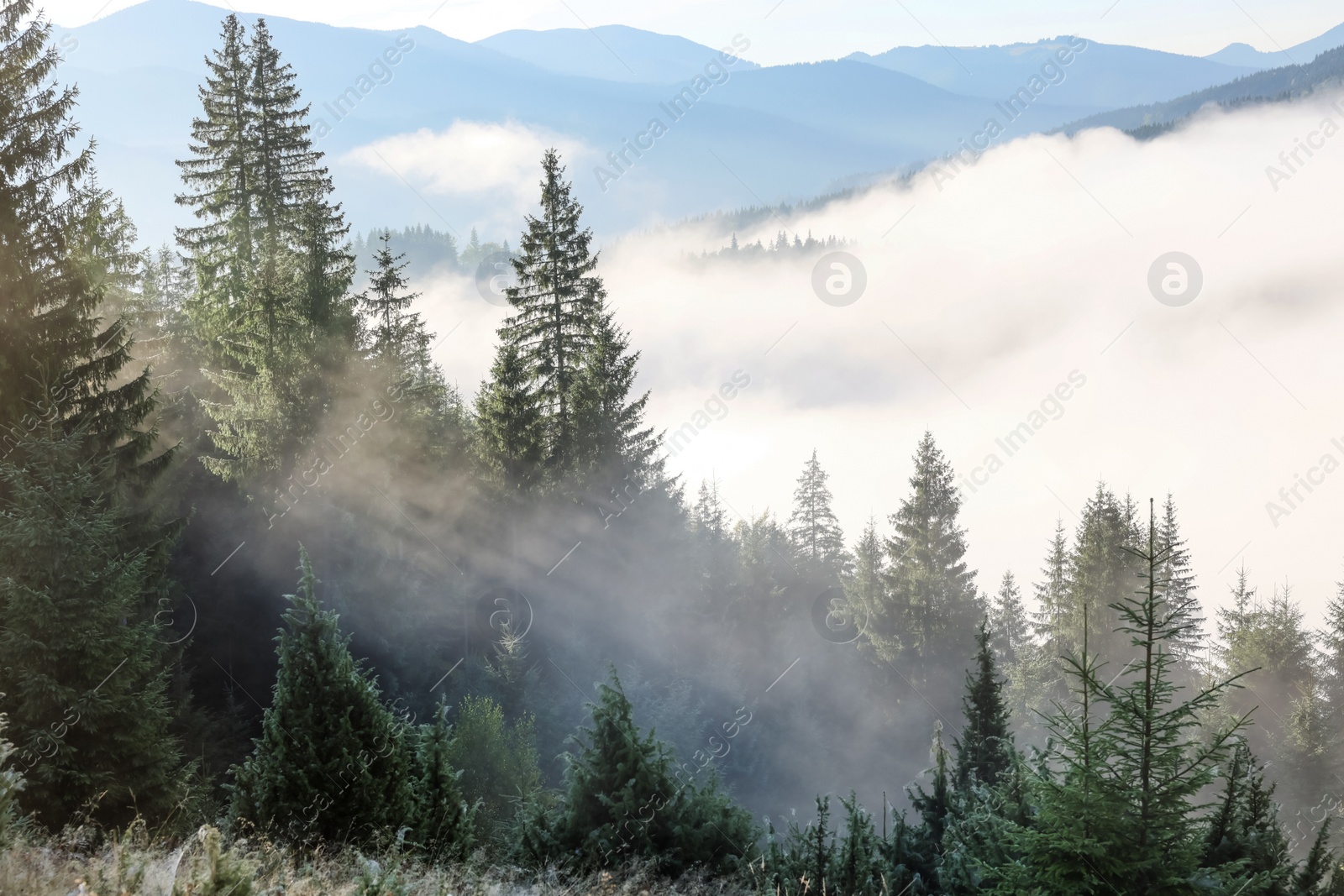 Photo of Picturesque view foggy forest in mountains on morning