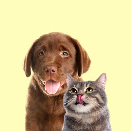 Image of Happy pets. Chocolate Labrador Retriever puppy and gray tabby cat on pale light yellow background