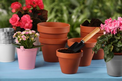 Beautiful flowers, pots, soil and trowel on light blue wooden table outdoors